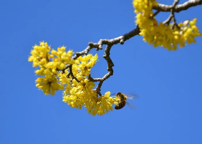 Διαμέρισμα Vonwald